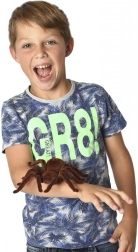 MAGANA biedējošs tālvadāms tarantuls zirneklis