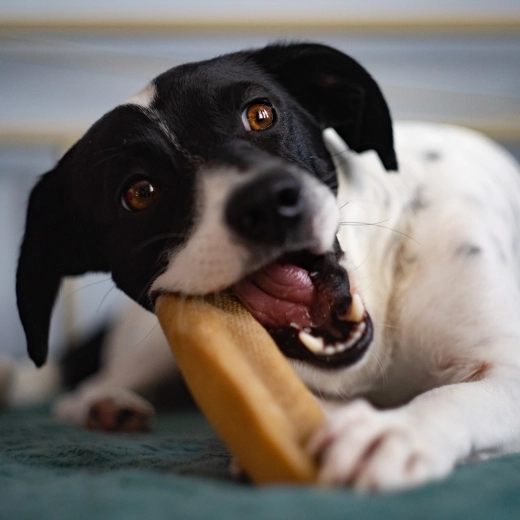 Extra-hard chewing for healthier teeth