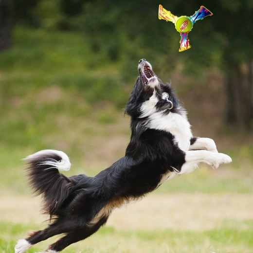 Fun outdoor play and fetch