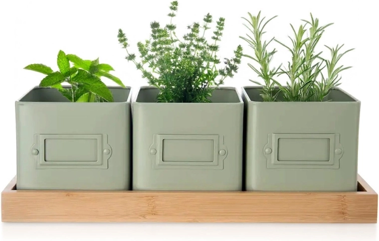 Garšaugu puķupodu komplekts GREENISH ar paliktni, 3 gab.