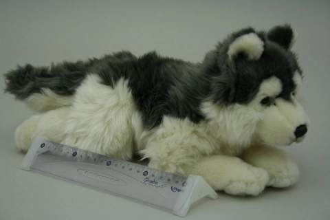 Plīša haskijs 35 cm