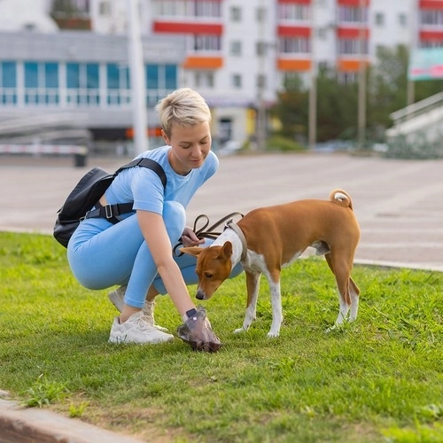 Iepakojumā ekskrementu maisiņi