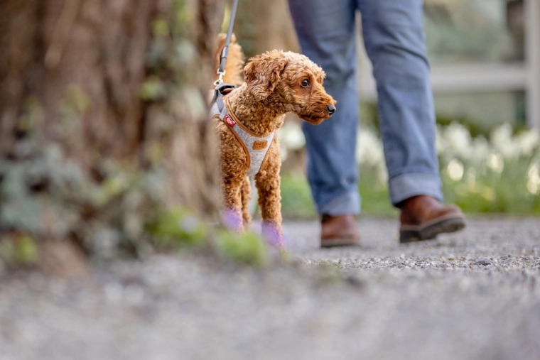 Drošības detaļas: atstarojošie elementi un DogFinder ID