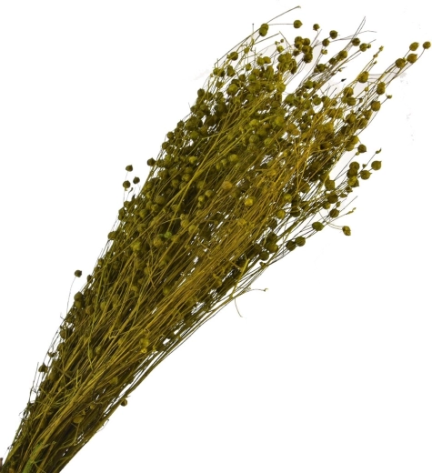 Dried decorative grass, green, 40–70 cm
