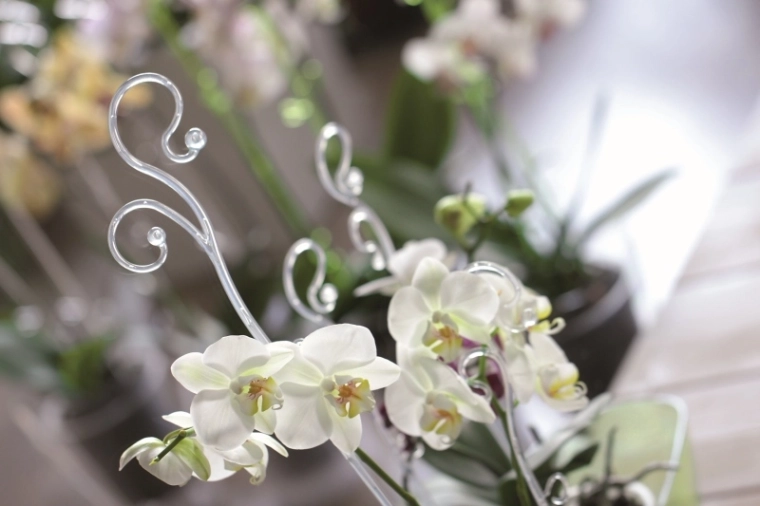Reliable orchid support