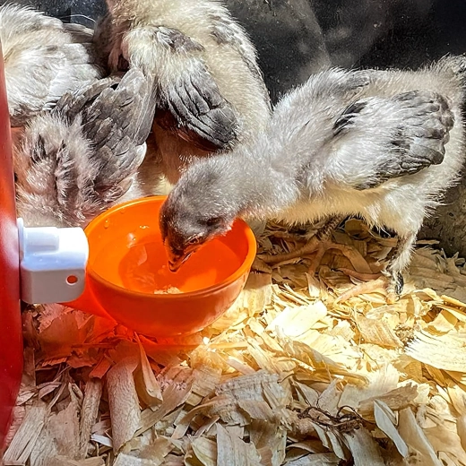Clean water for healthier poultry