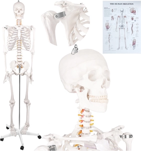 Anatomisks cilvēka skelets Glimz, 170 cm