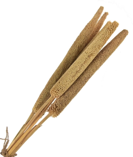Kaltēta dekorācija (sausie augi) bēšā krāsā – 5 gab., 50–60 cm