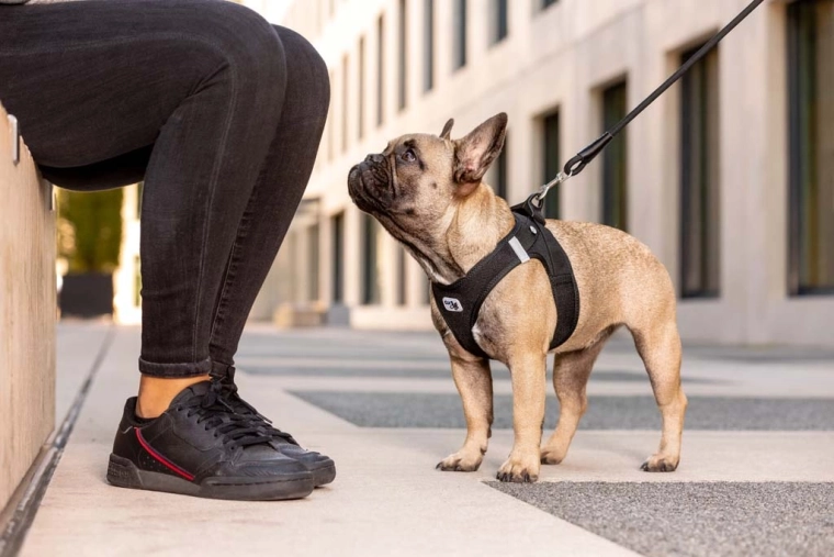 Ergonomic pull distribution and increased safety during walks