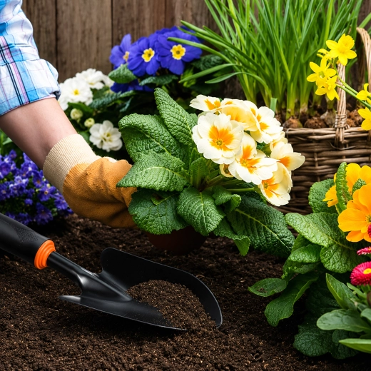 Ideal for planting and transplanting