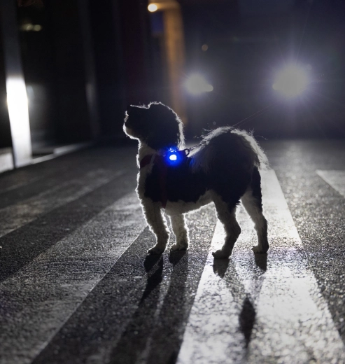 Spilgta LED gaisma drošībai tumsā