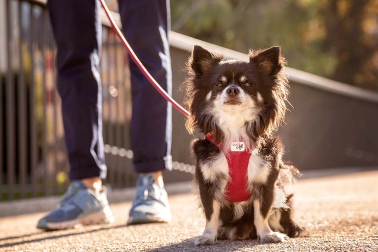 Safer walks and a summer cooling effect
