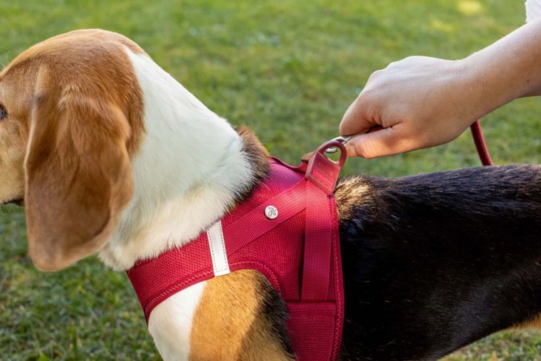 Safety on walks even at dusk