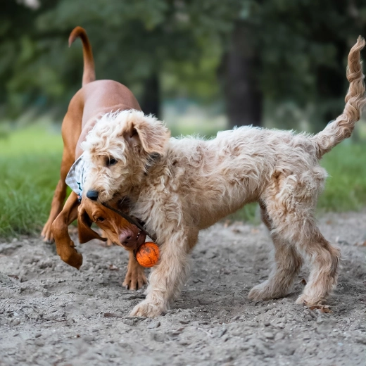Rope for throwing and tugging