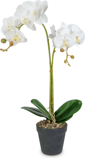 Reālistiska orhidejas elegance