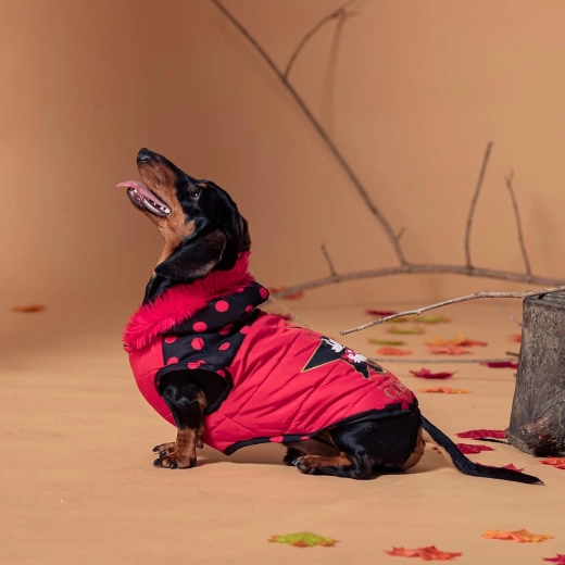 Winter dog coat Minnie, size S
