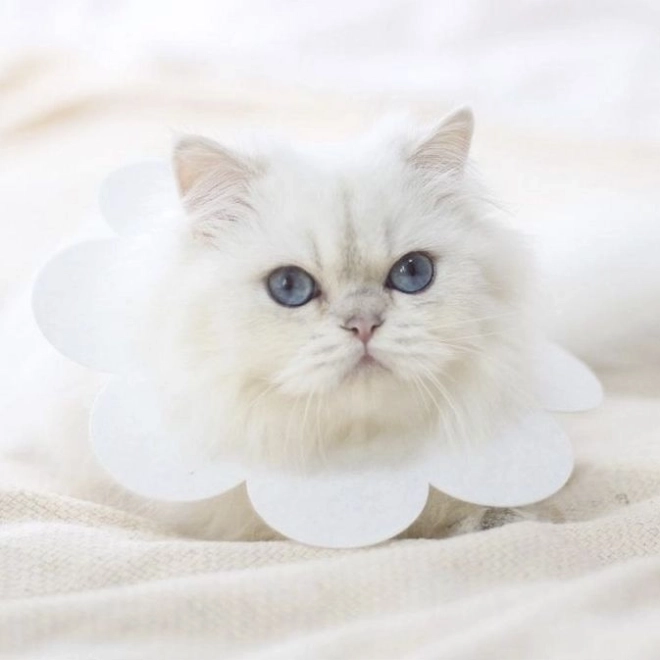 Mīksts aizsargapkaklis dzīvniekiem - balts, izmērs L