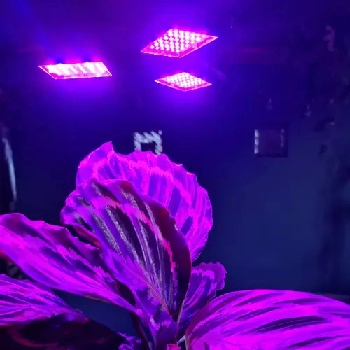 Dual-channel LED spectrum for growth and flowering