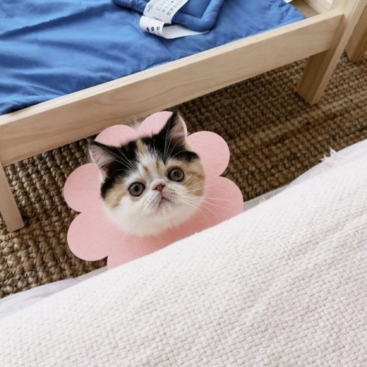 Praktiska kaķiem un suņiem