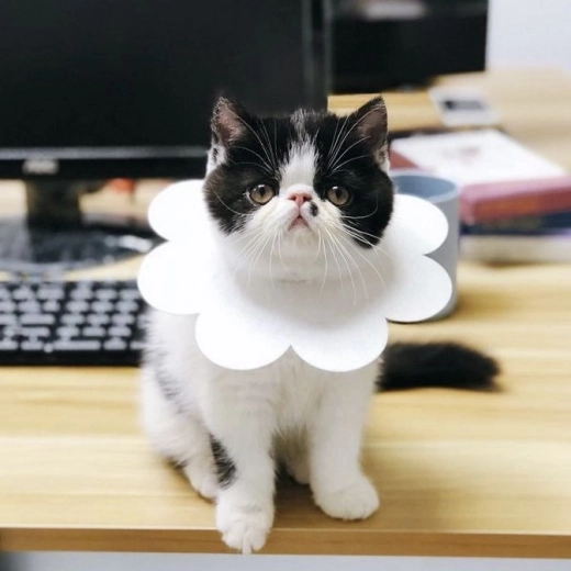 Piemērots dažādiem dzīvniekiem