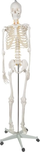 Mobilitāte un elastība