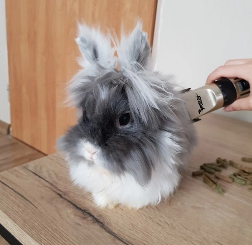 Kluss darbs mierīgai griešanai